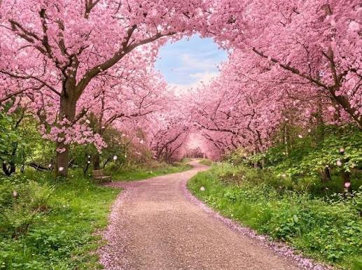 Cherry Blossom Tree: Beauty, Meaning, Varieties, and How to Grow One