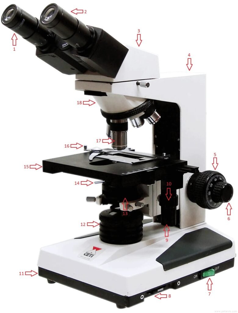 Microscope Labeled: Complete Guide with Parts, Functions & Diagram Explained microscope labeled
